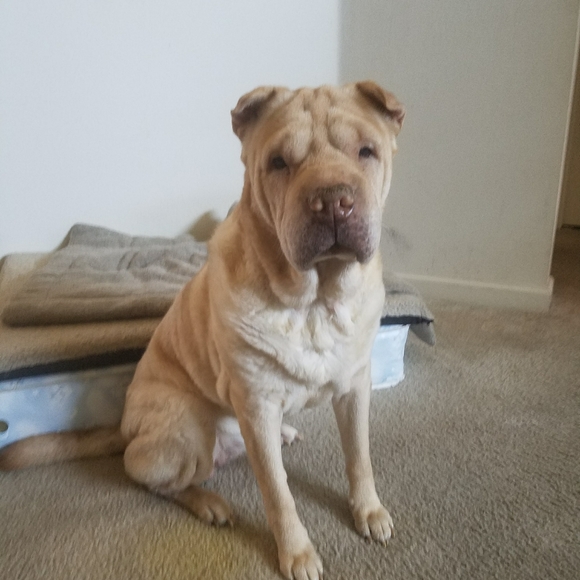 Meet your Posh Ambassador, C - Picture 3 of 16